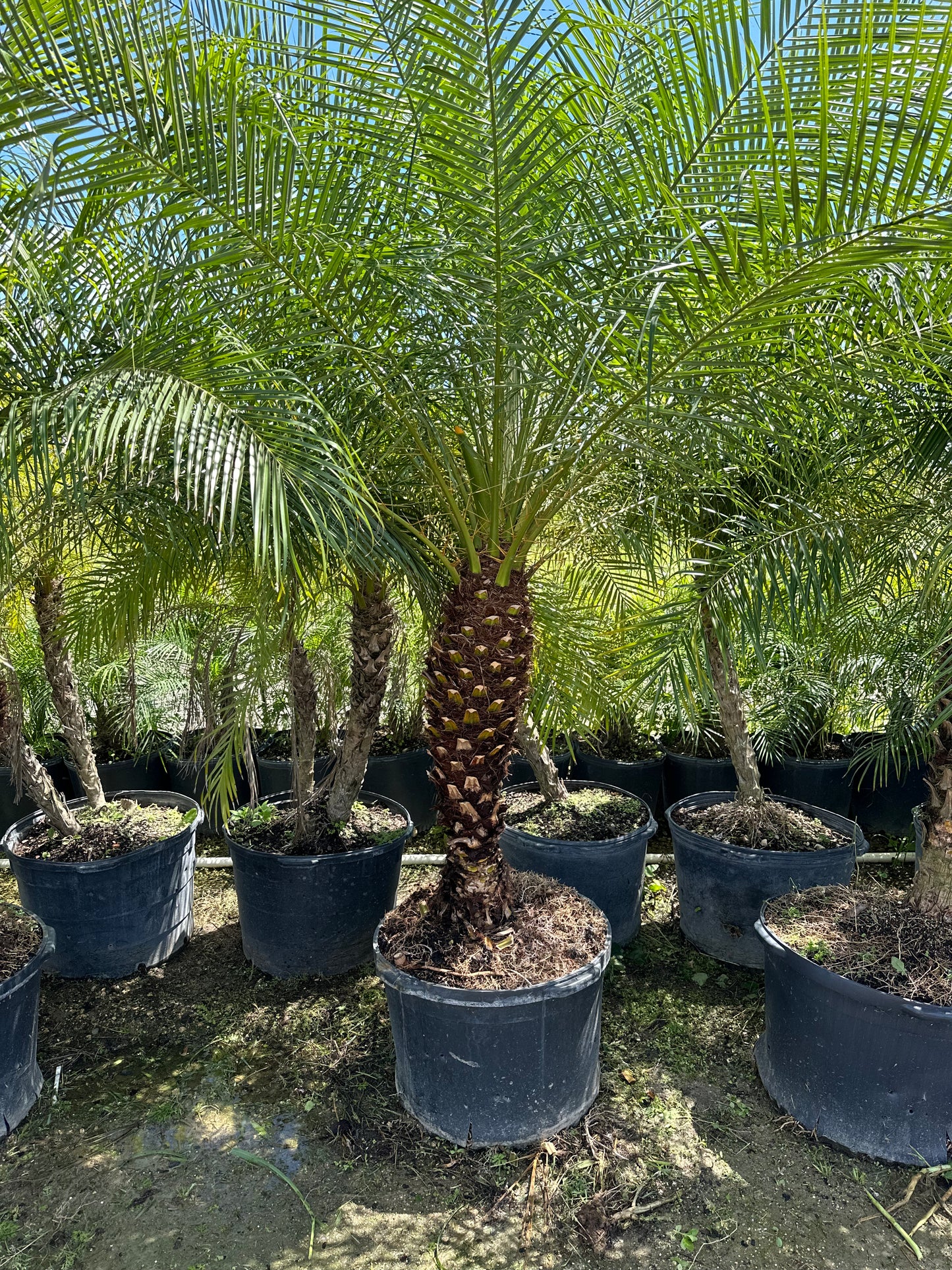 Roebelenii Palm