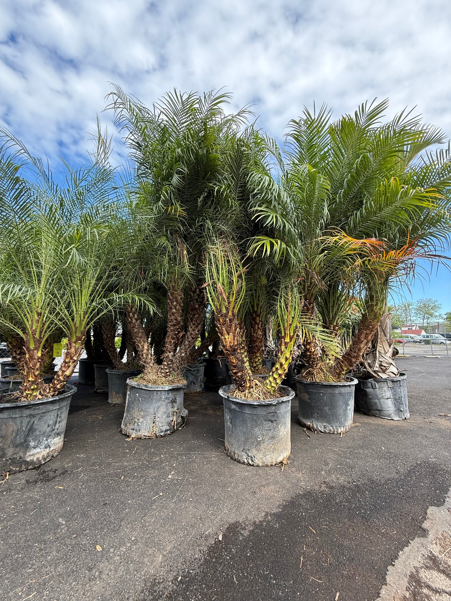 Roebelenii Palm