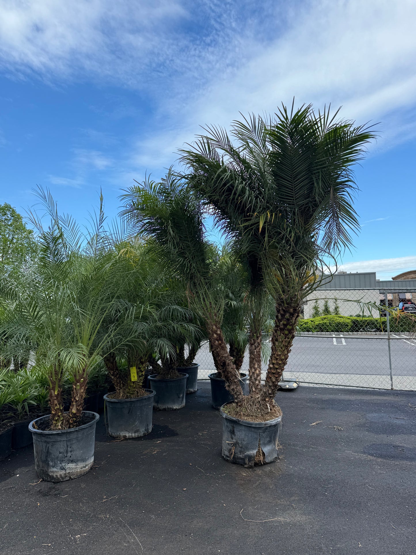 Roebelenii Palm