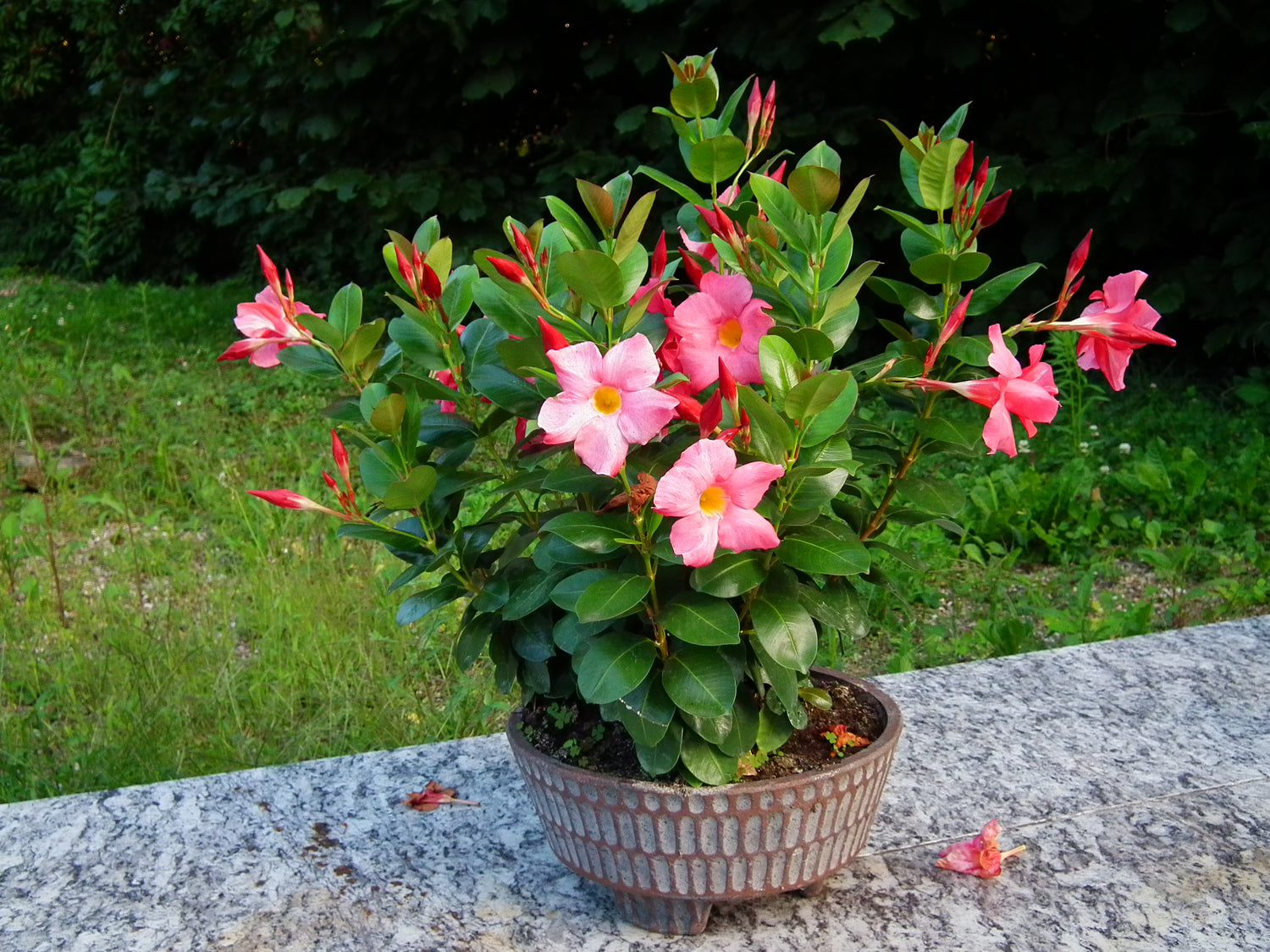 Tropical Plants and Foliage