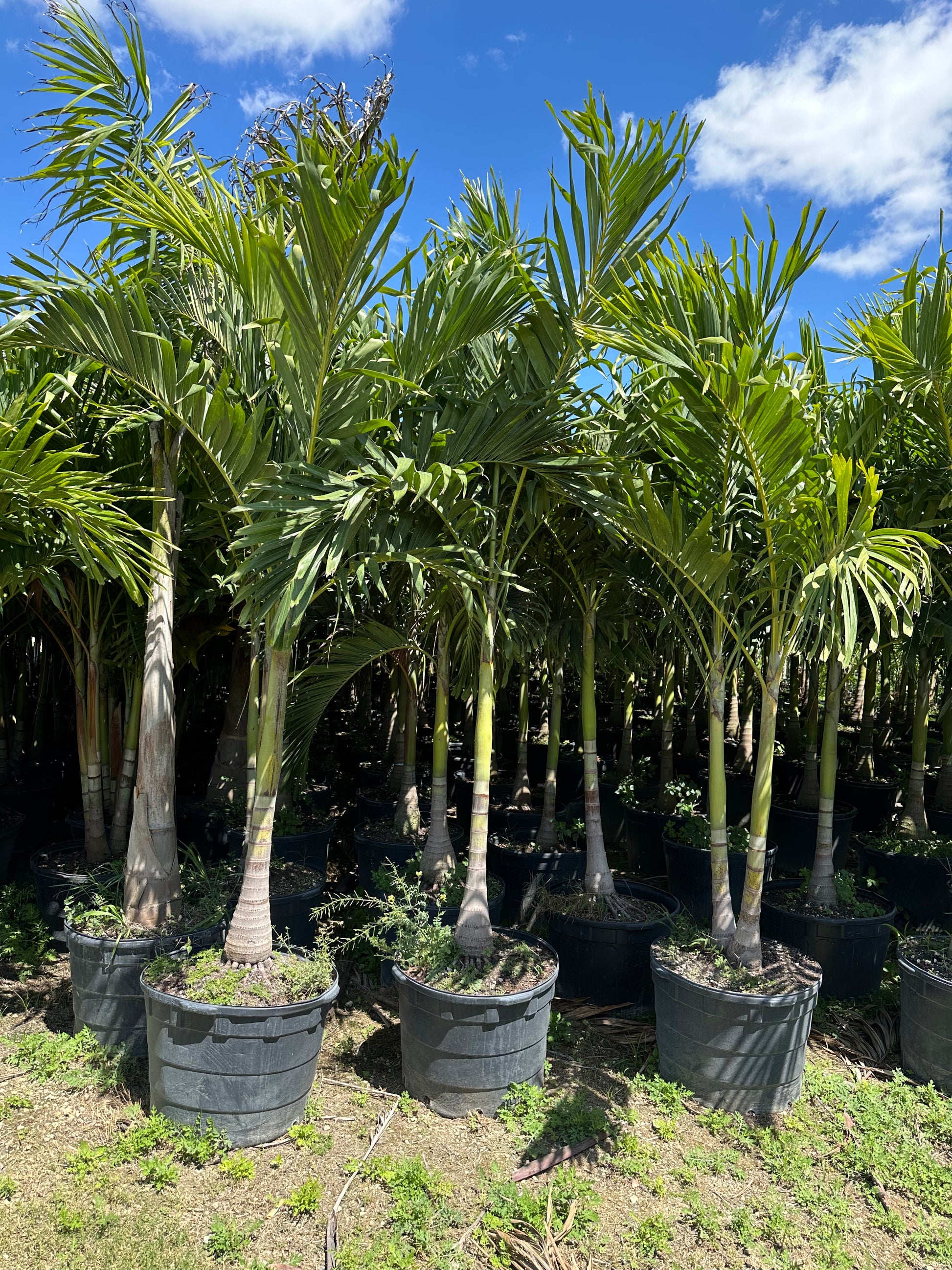 Christmas Palm Trees Delivered on Long Island Best Prices Paradise Palms NY