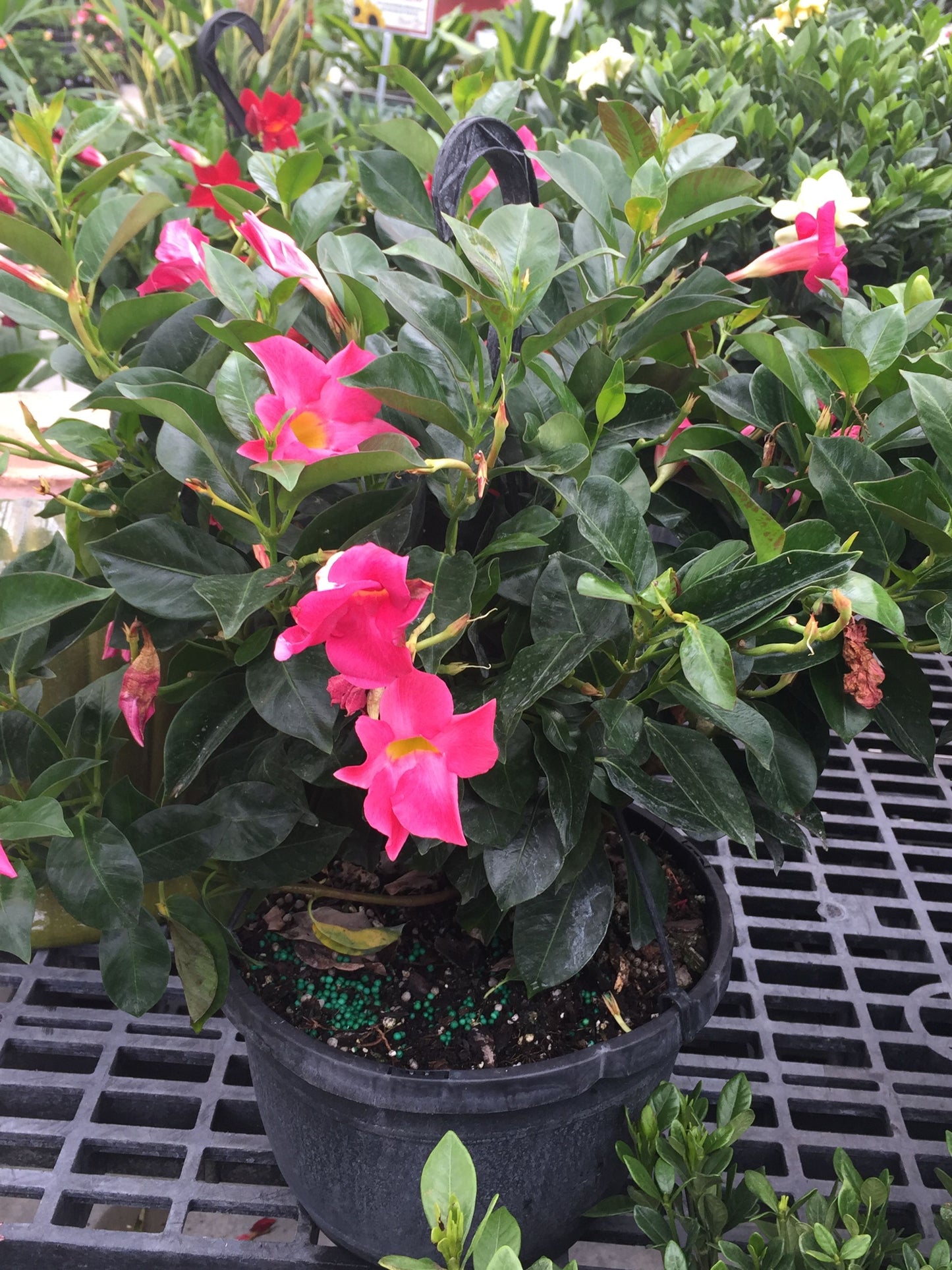 Tropical Mandevilla Plant Long Island