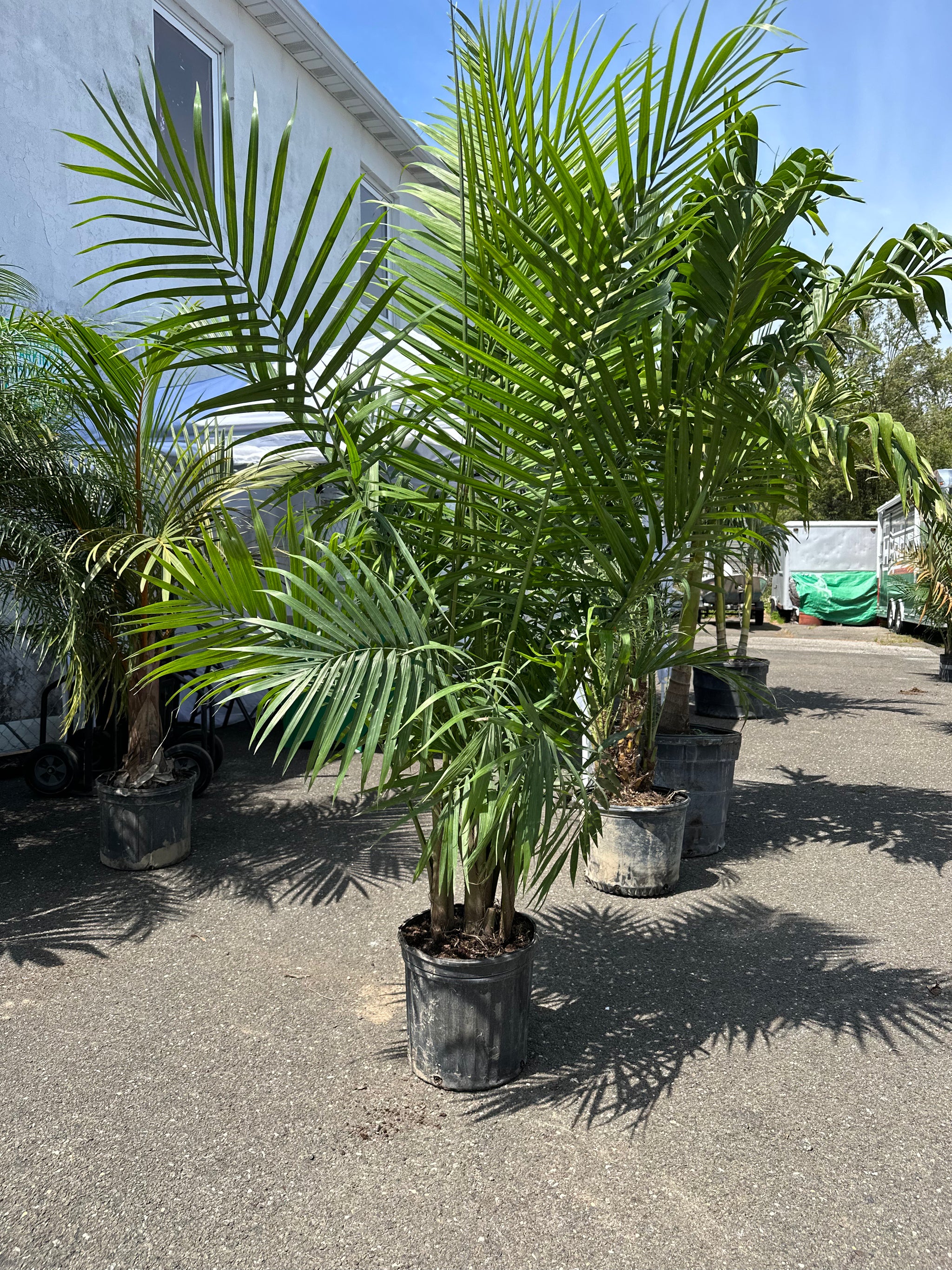 Pre Orders – Paradise Palms NY