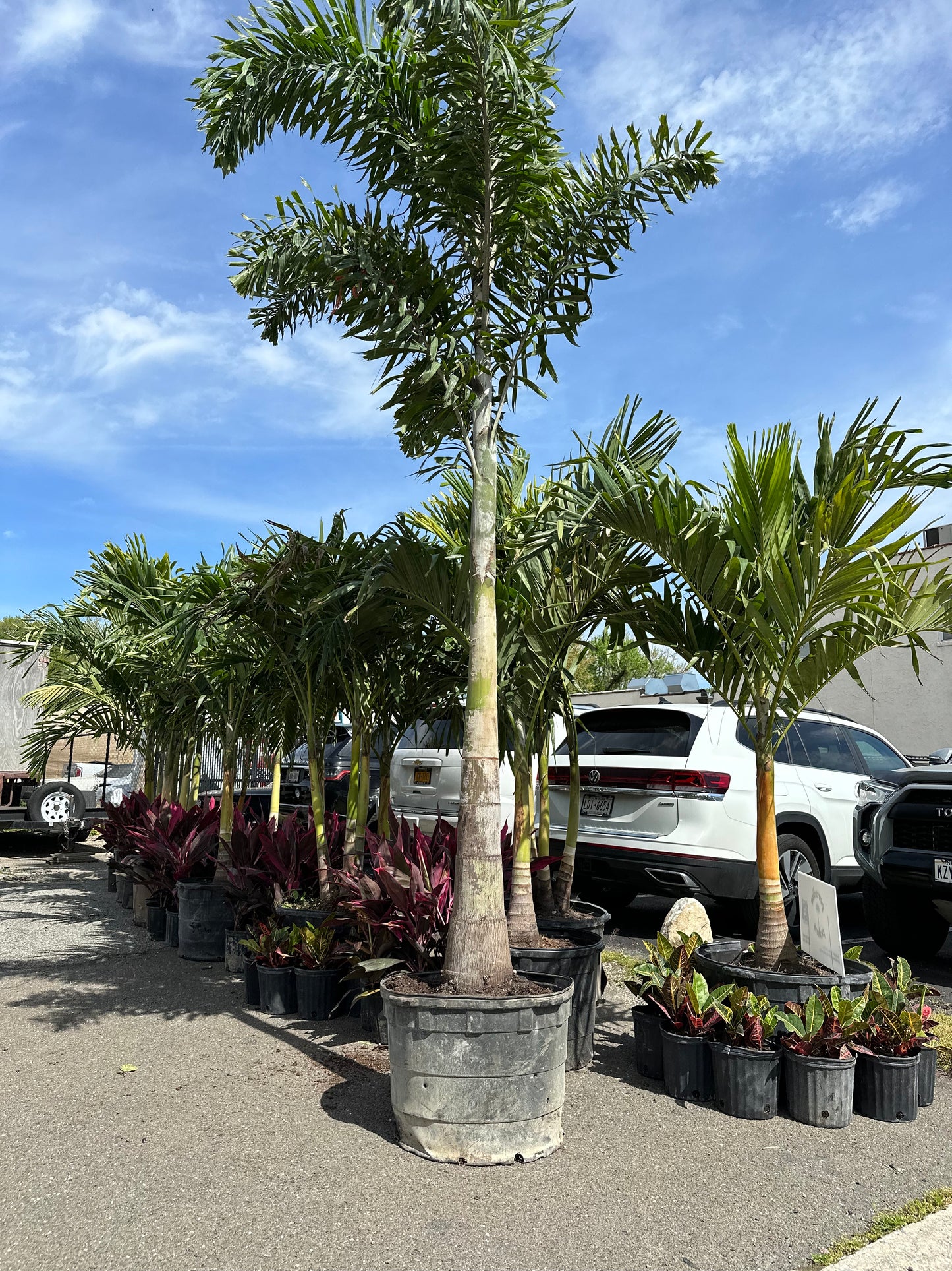 Foxtail Palm