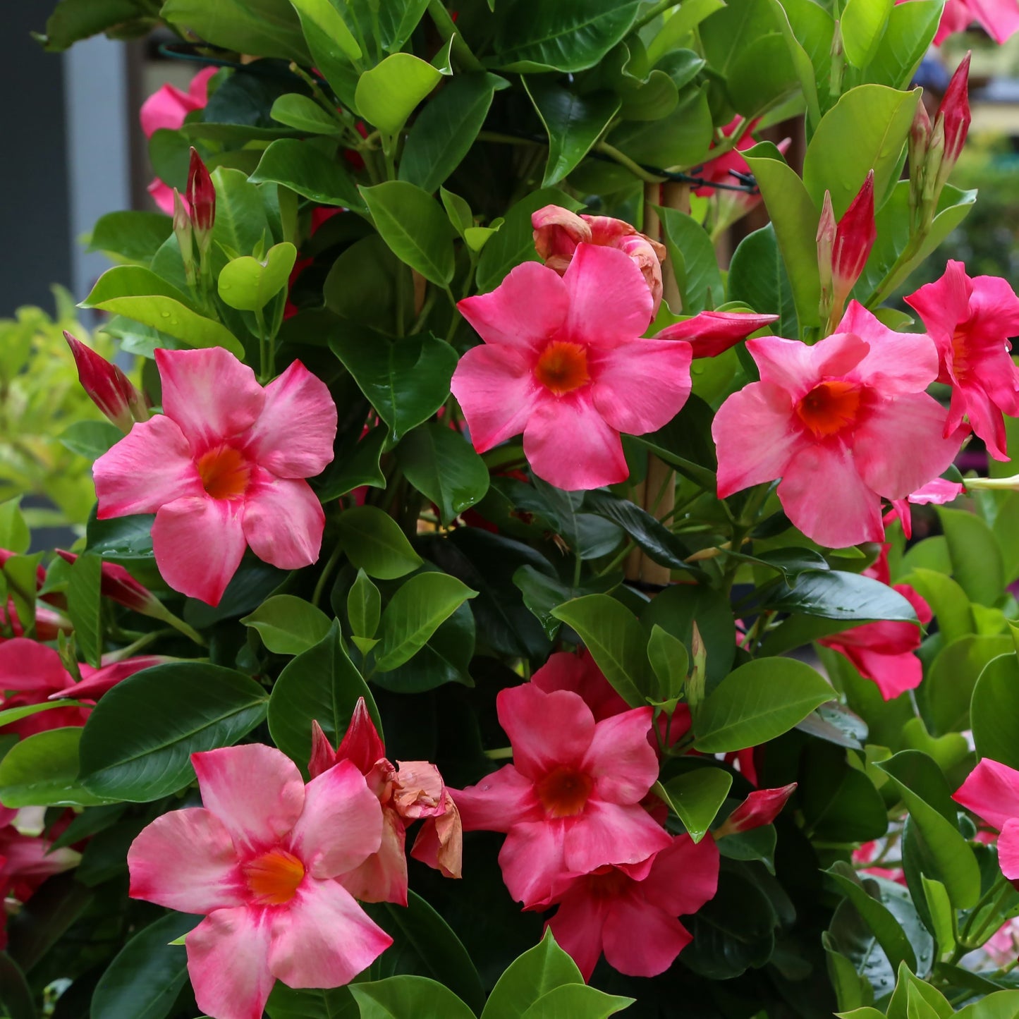 Tropical Dipladenia Plant Long Island