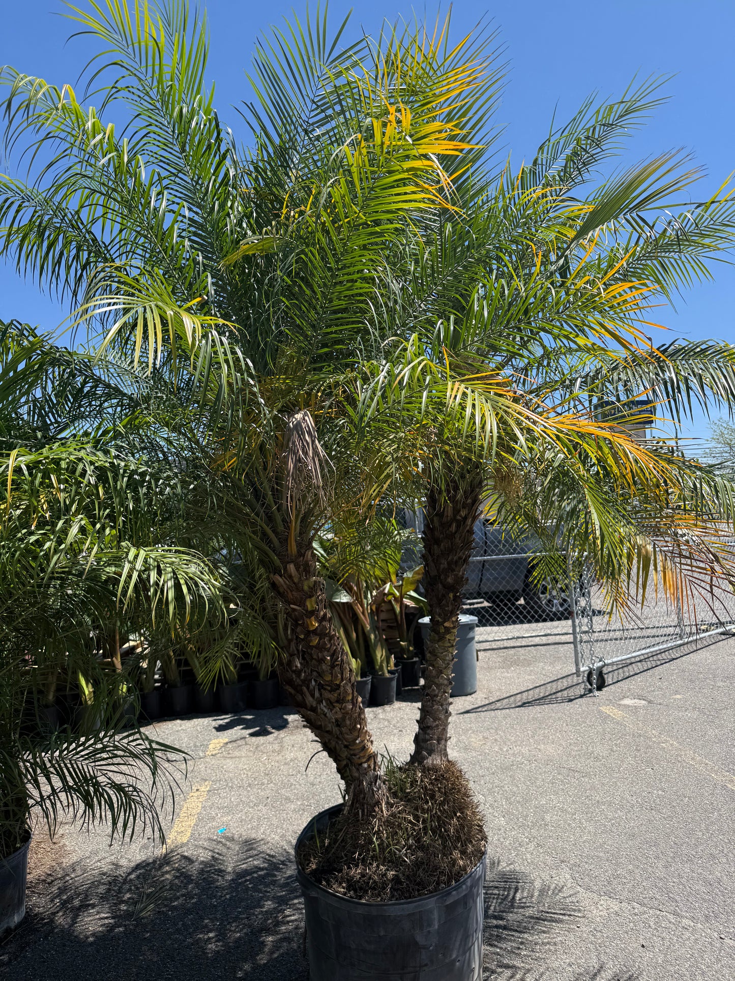 Roebelenii Palm