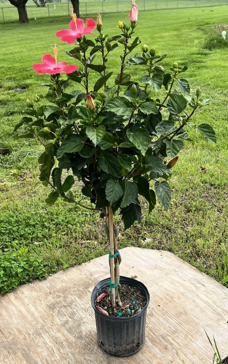 Tropical Hibiscus Plant Long Island