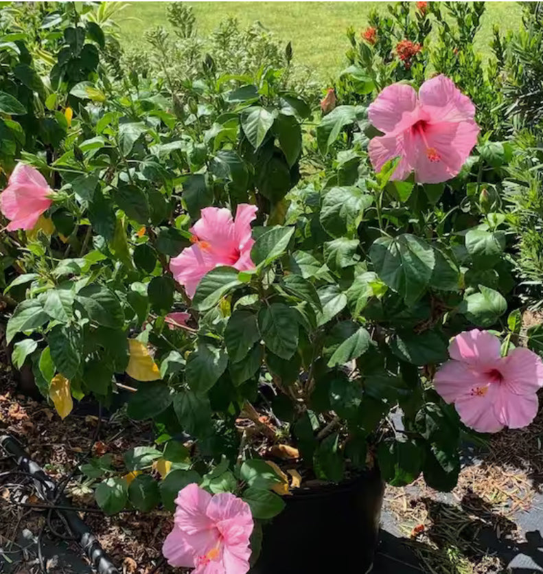 Tropical Hibiscus Plant Long Island