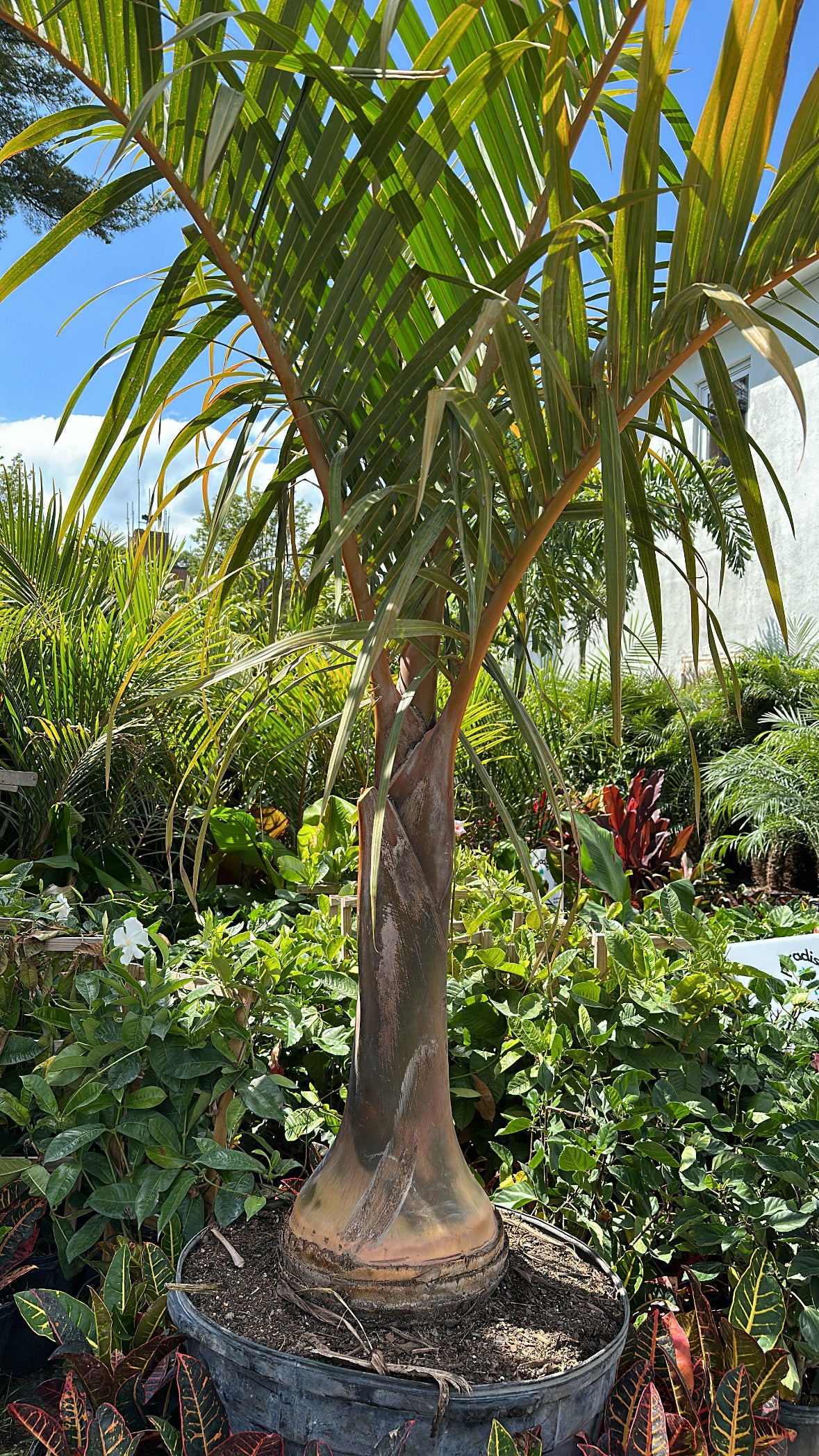 Spindle Palm