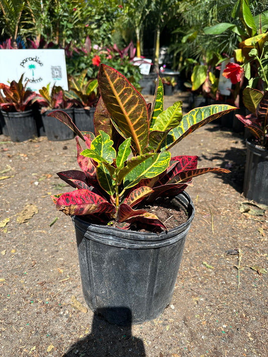 Croton 'Petra' (In-Person Only)