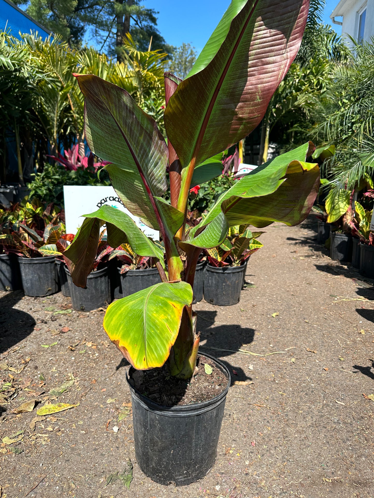 Red Banana 'Ensete' (In-Person Only)