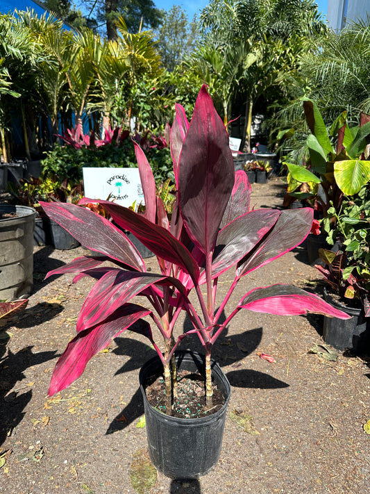 Cordyline 'Red Sister' (In-Person Only)