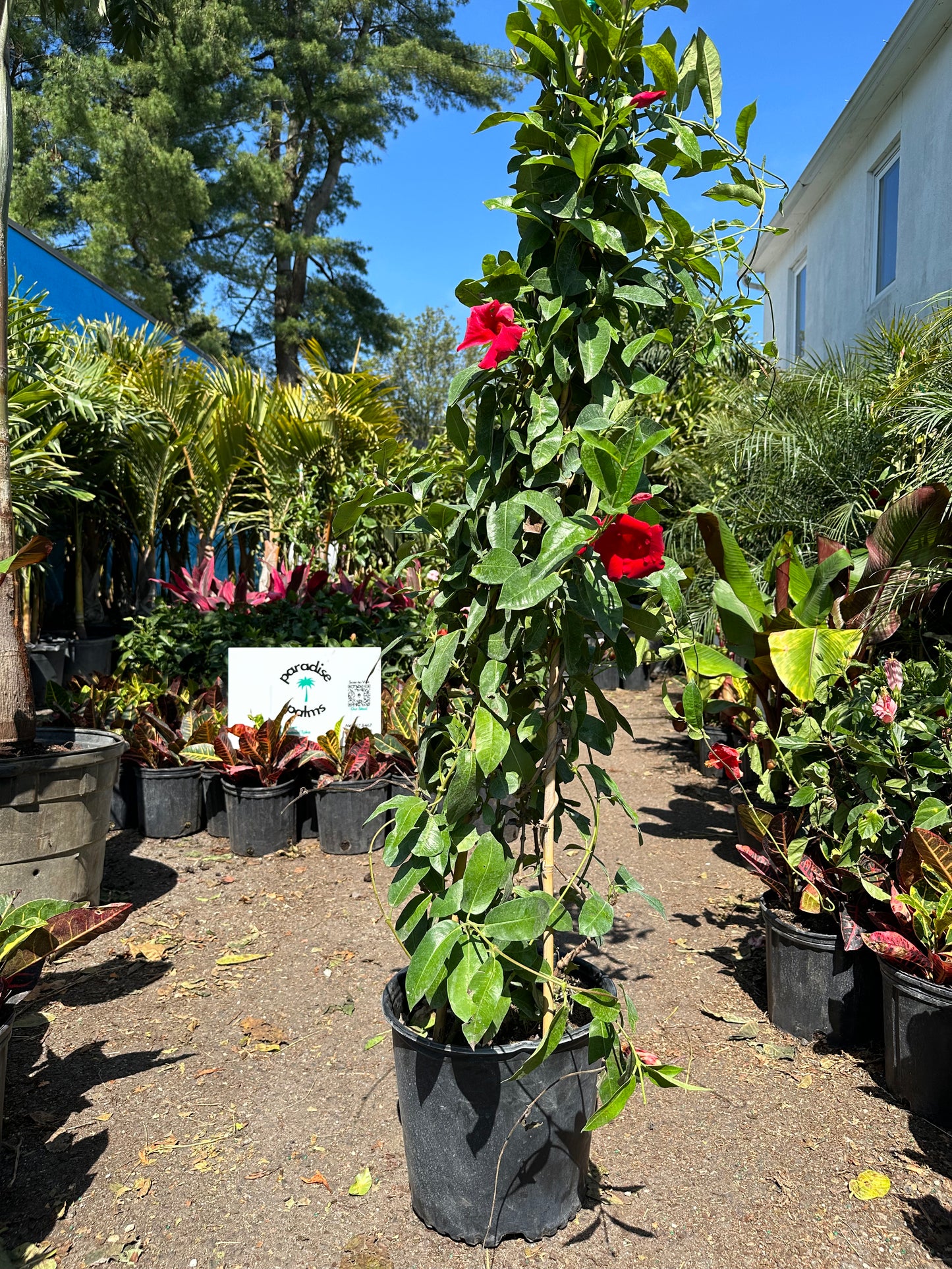 Mandevilla (In-Person Only)