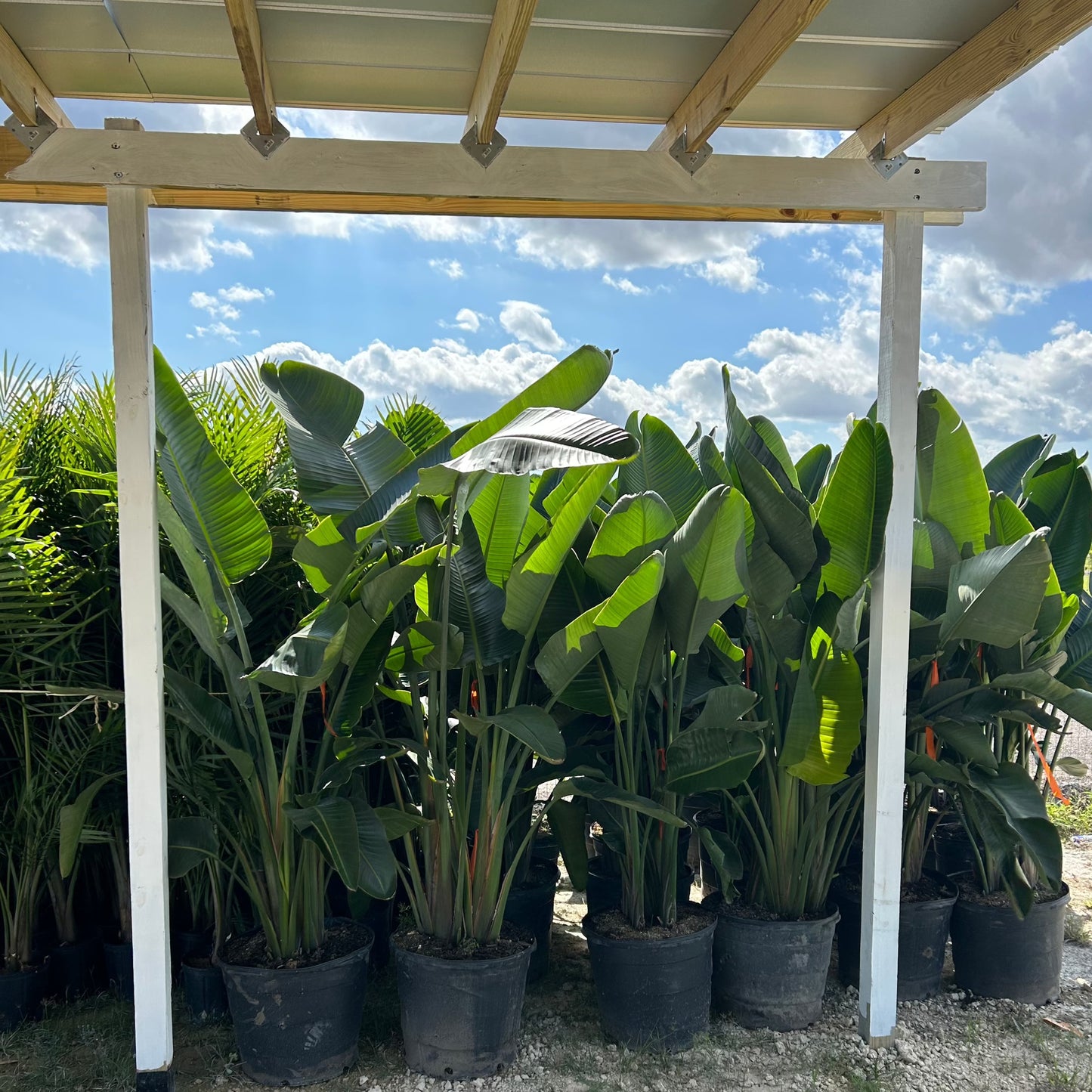 Tropical Birds of Paradise Plant Long Island