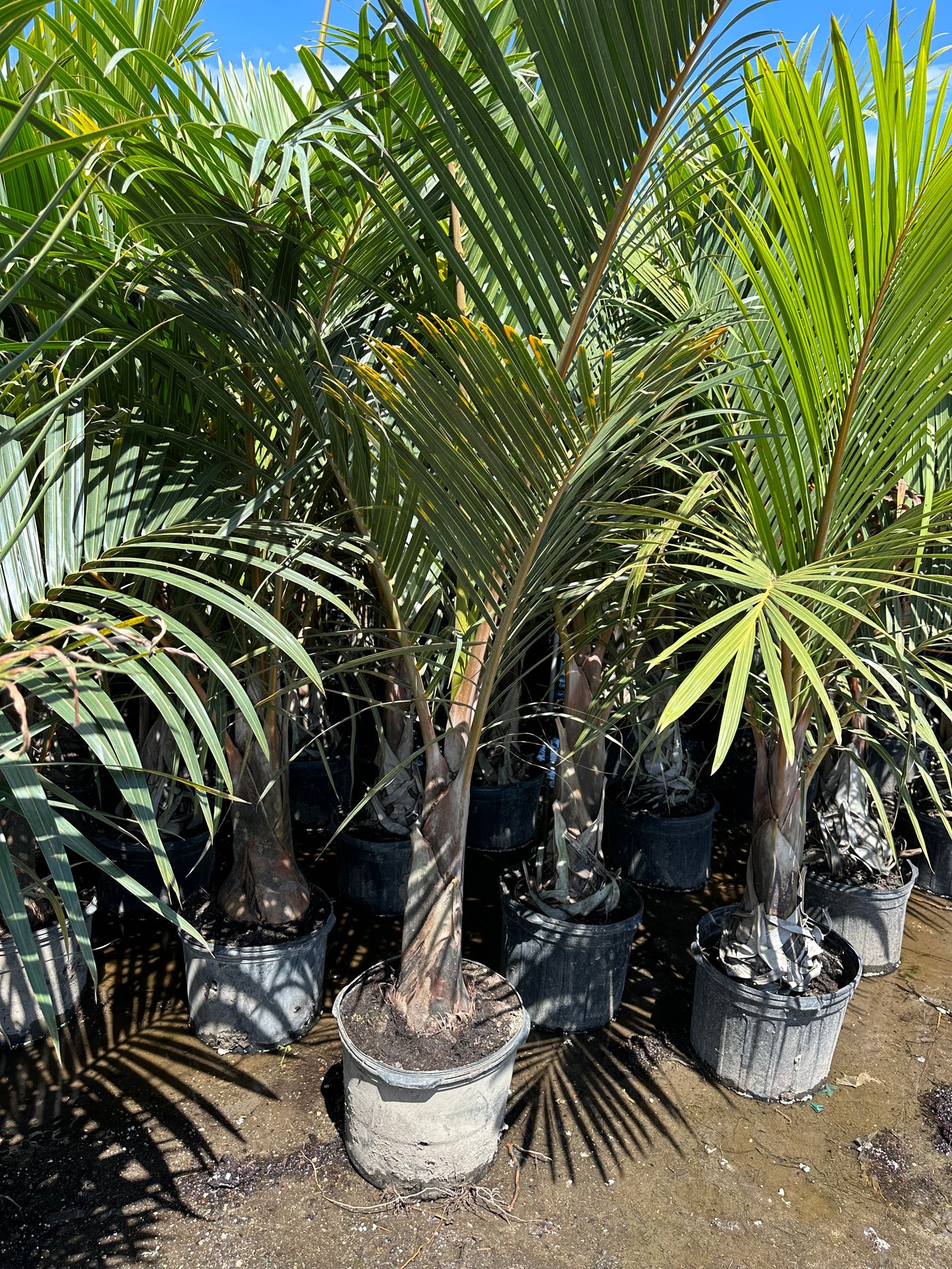 Spindle Palm Trees on Long Island