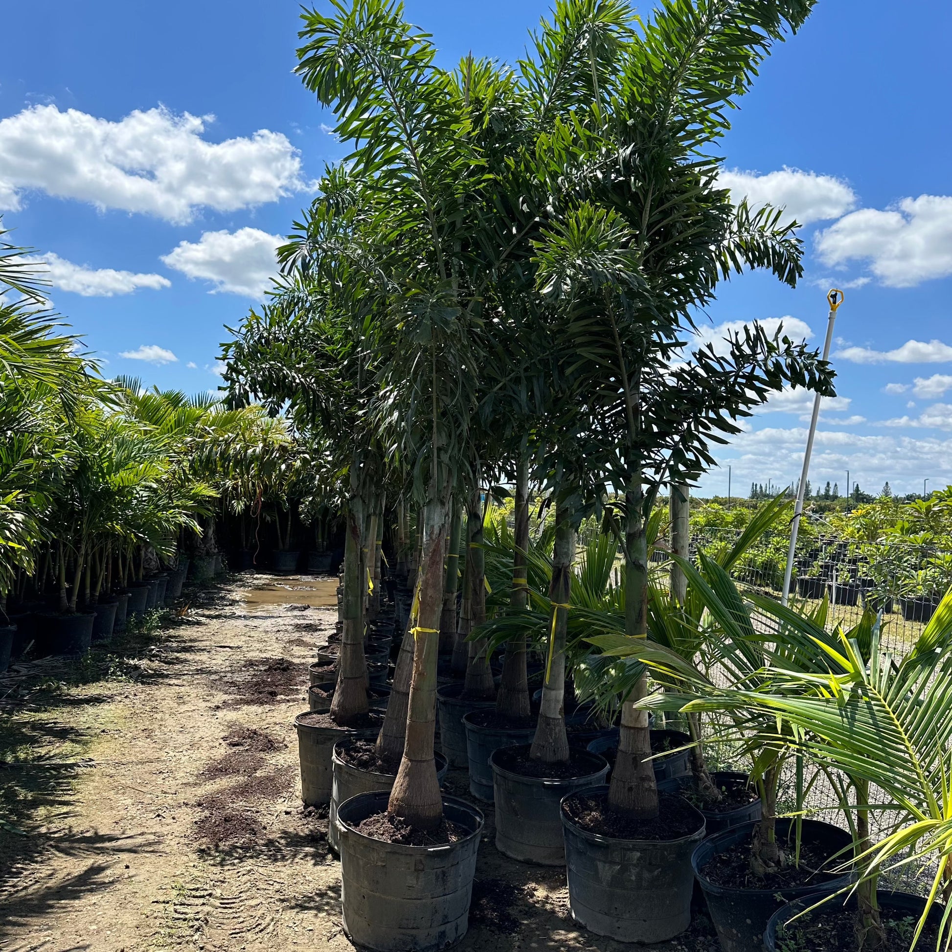 Foxtail Palm trees delivered on Long Island