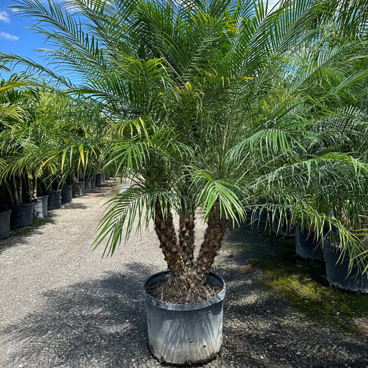 Long Island Roebelenii Palm Tree