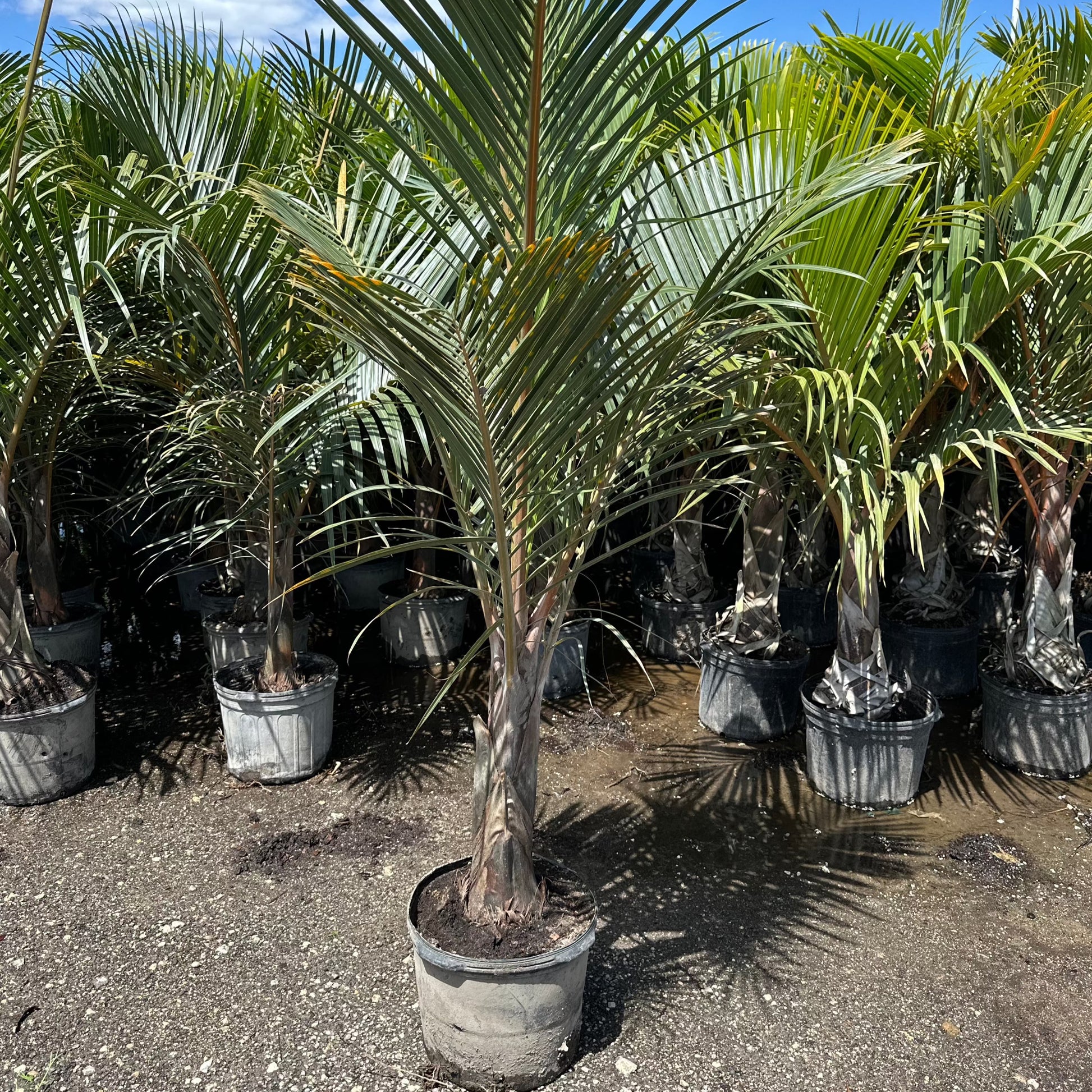 Spindle Palm Trees Delivered on Long Island | Buy Today – Paradise Palms NY