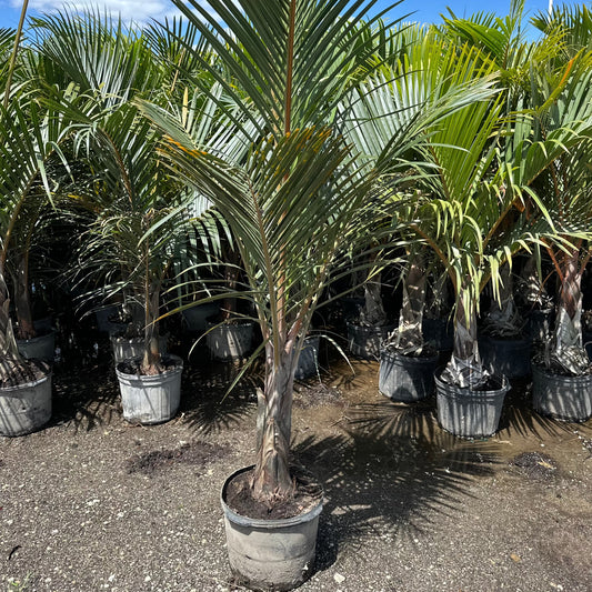 Spindle Palm Trees on Long Island