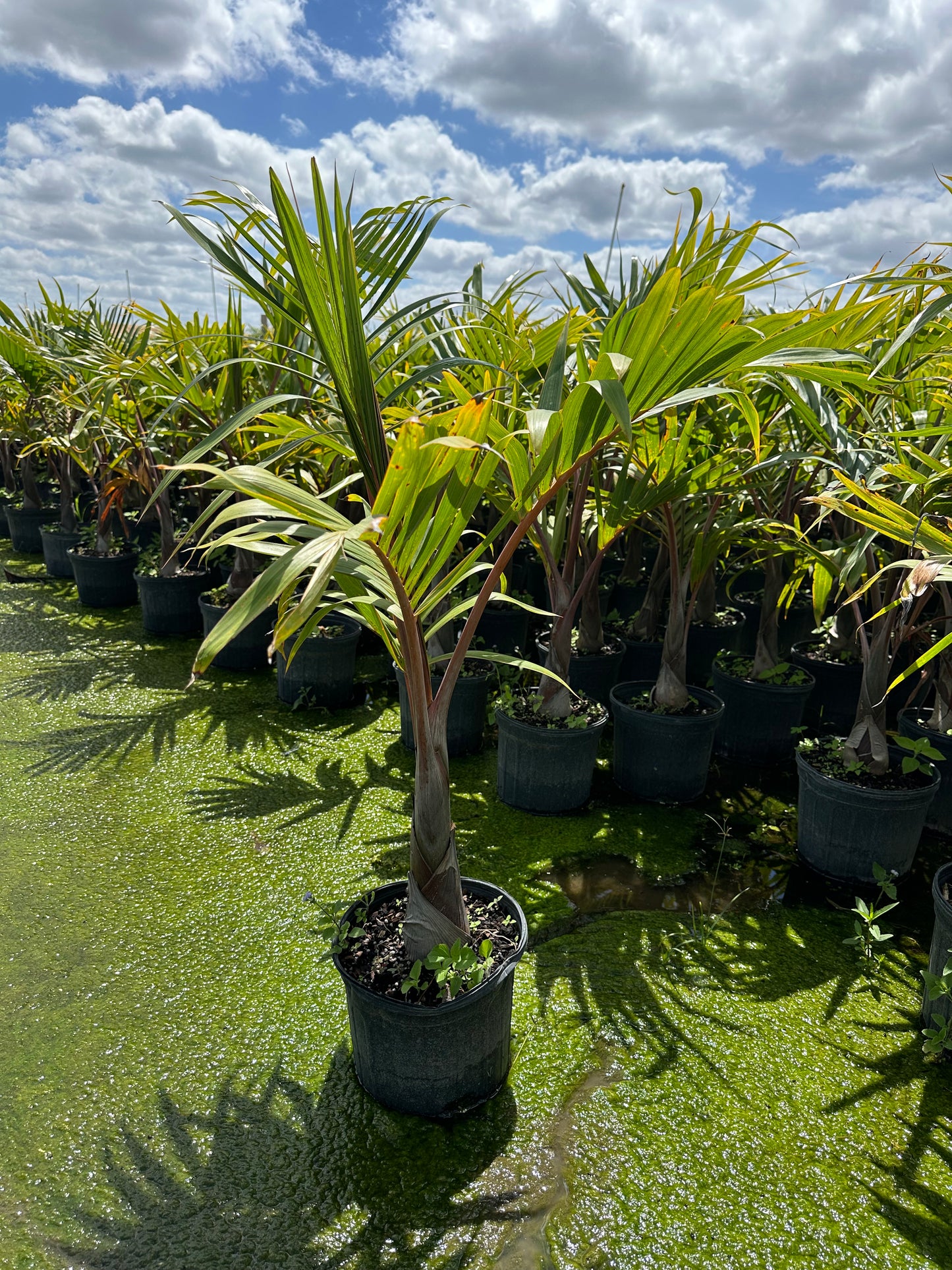 Spindle Palm Trees on Long Island