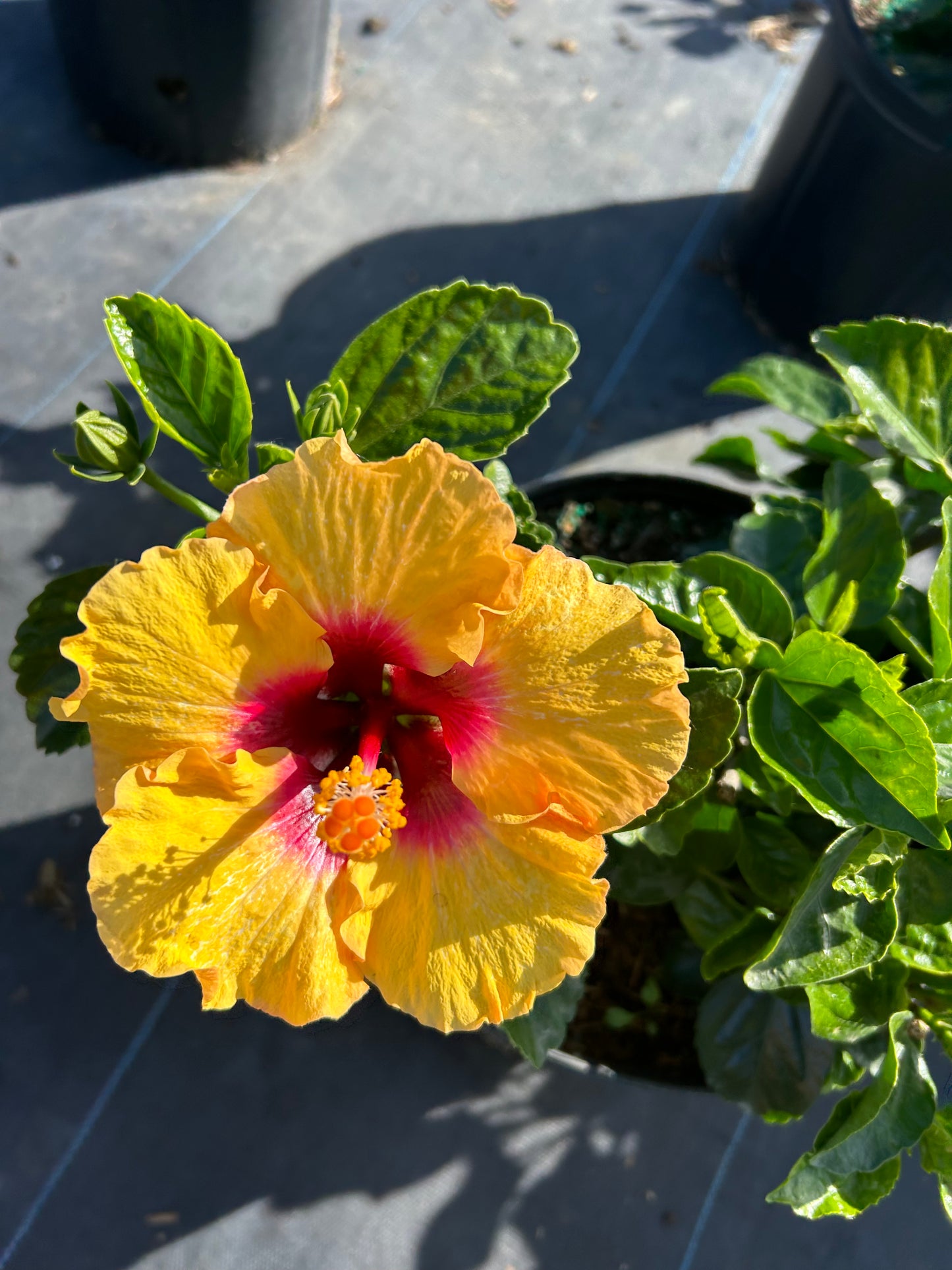 Tropical Hibiscus Plant Long Island