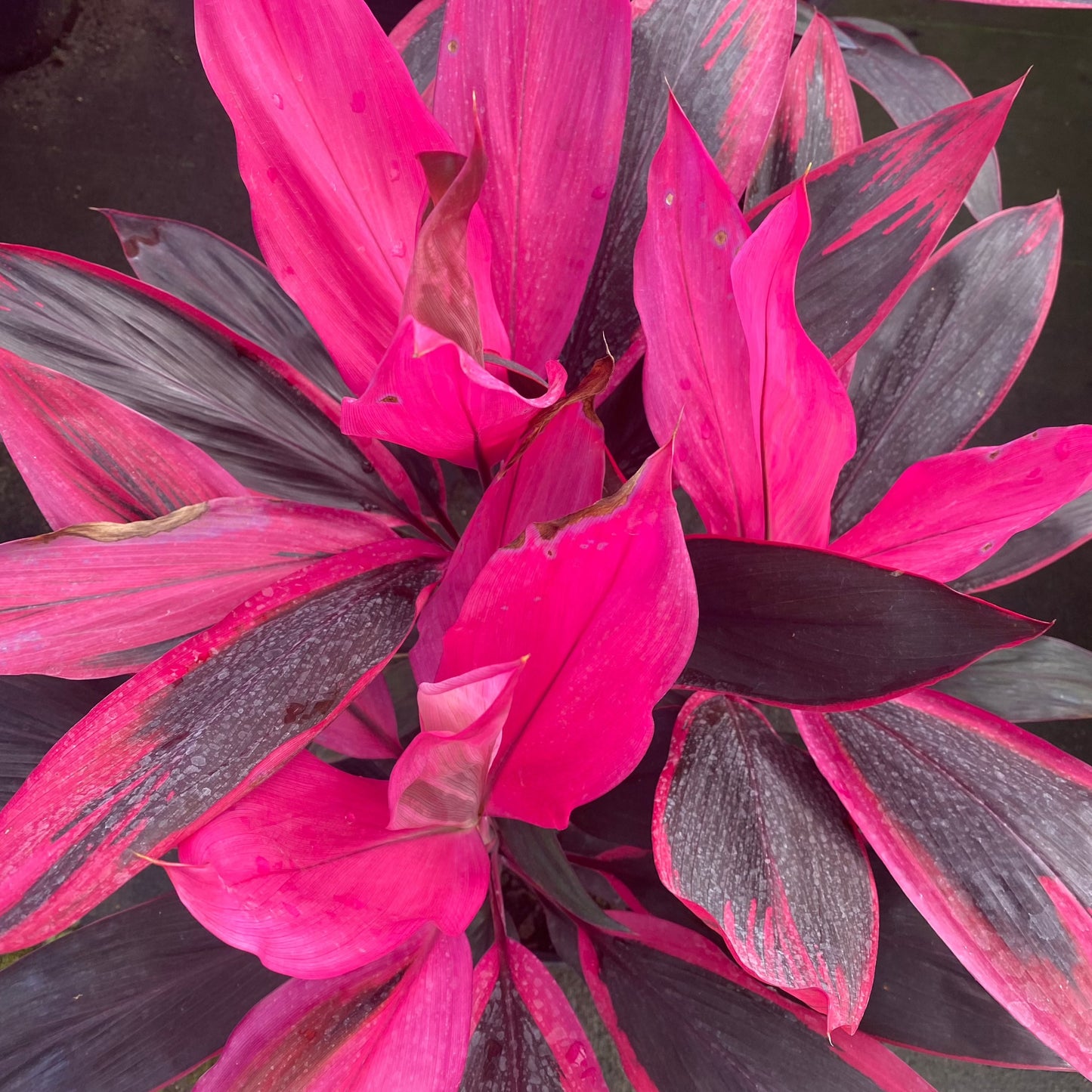 Tropical Cordyline 'Red Sister' Plant Long Island