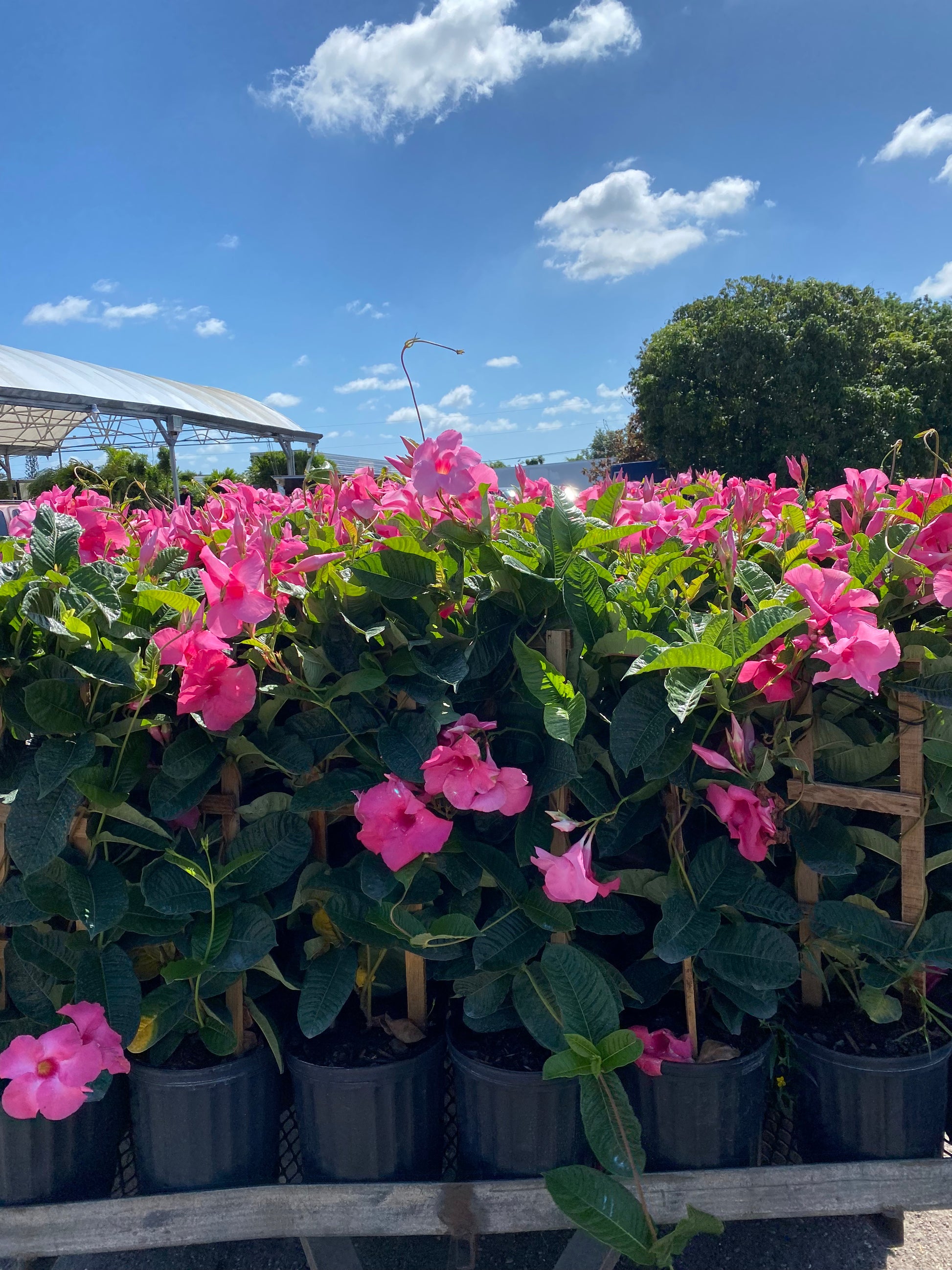 Tropical Mandevilla Plant Long Island