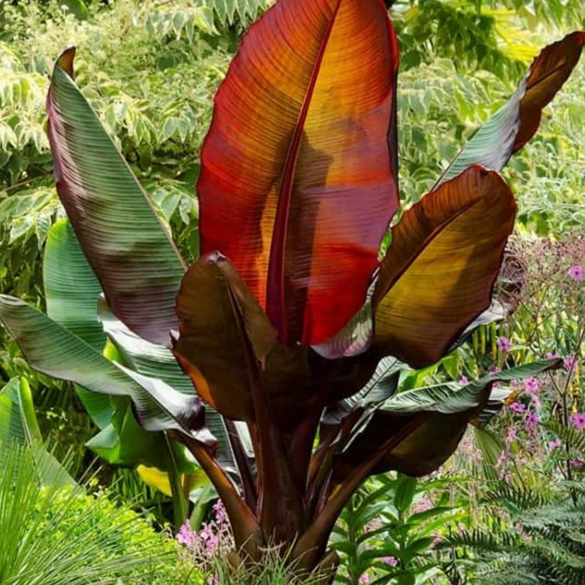 Tropical Red Banana Plant Long Island