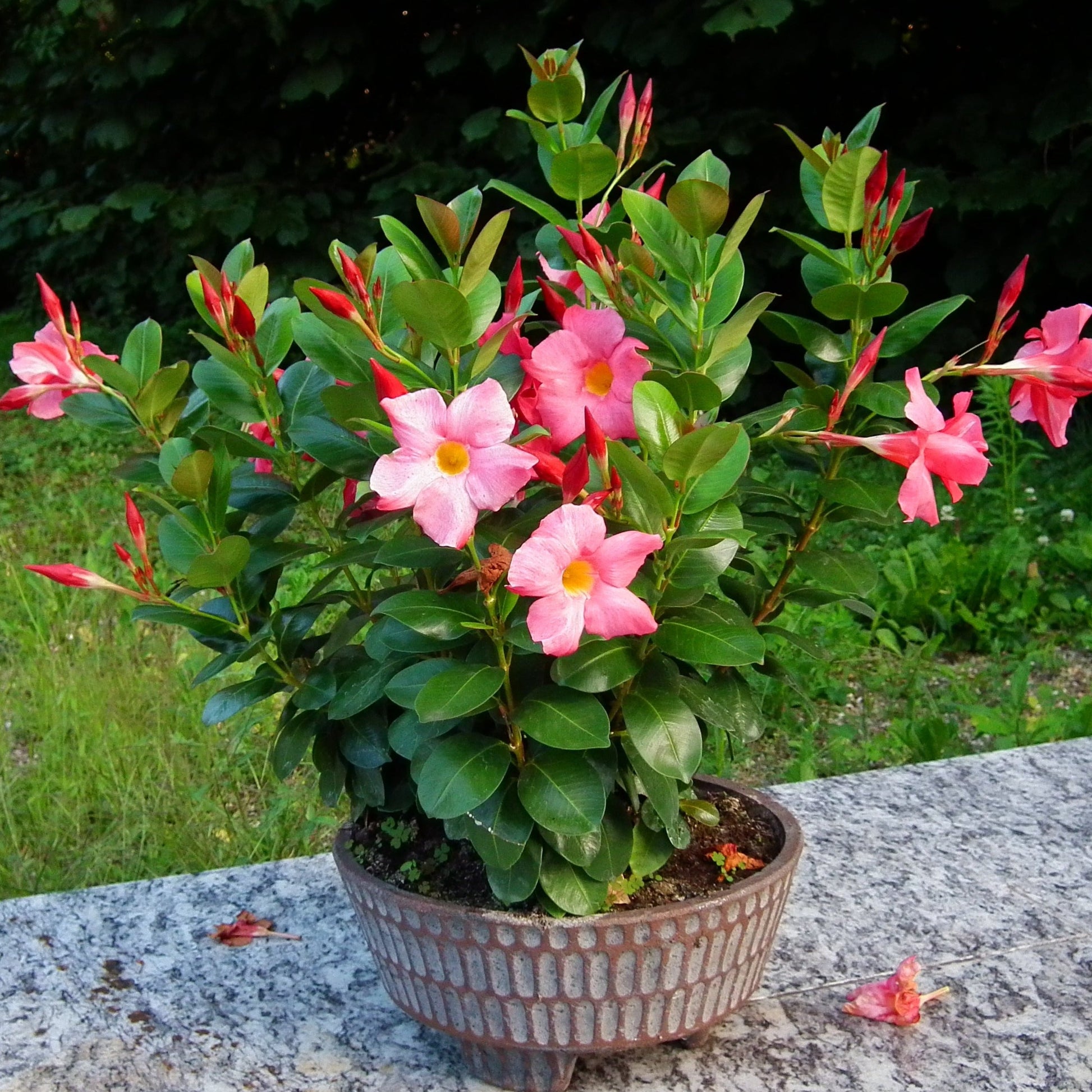 Tropical Mandevilla Plant Long Island