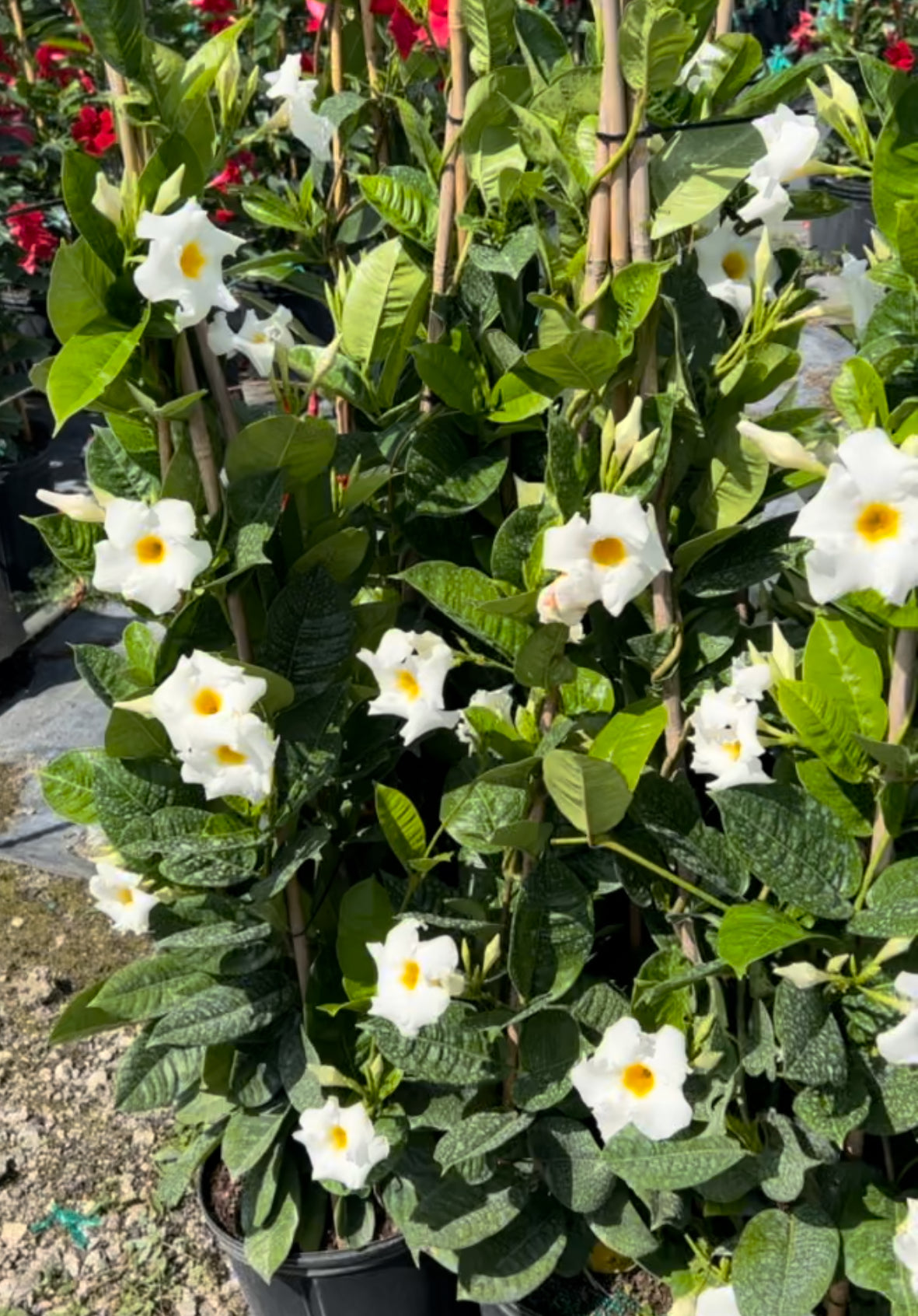 Tropical Mandevilla Plant Long Island