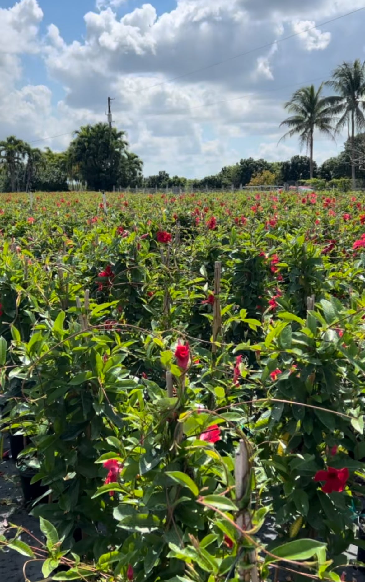 Tropical Mandevilla Plant Long Island