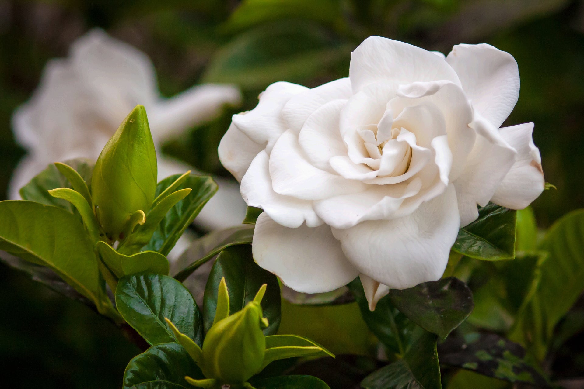 Tropical Gardenia Plant Long Island