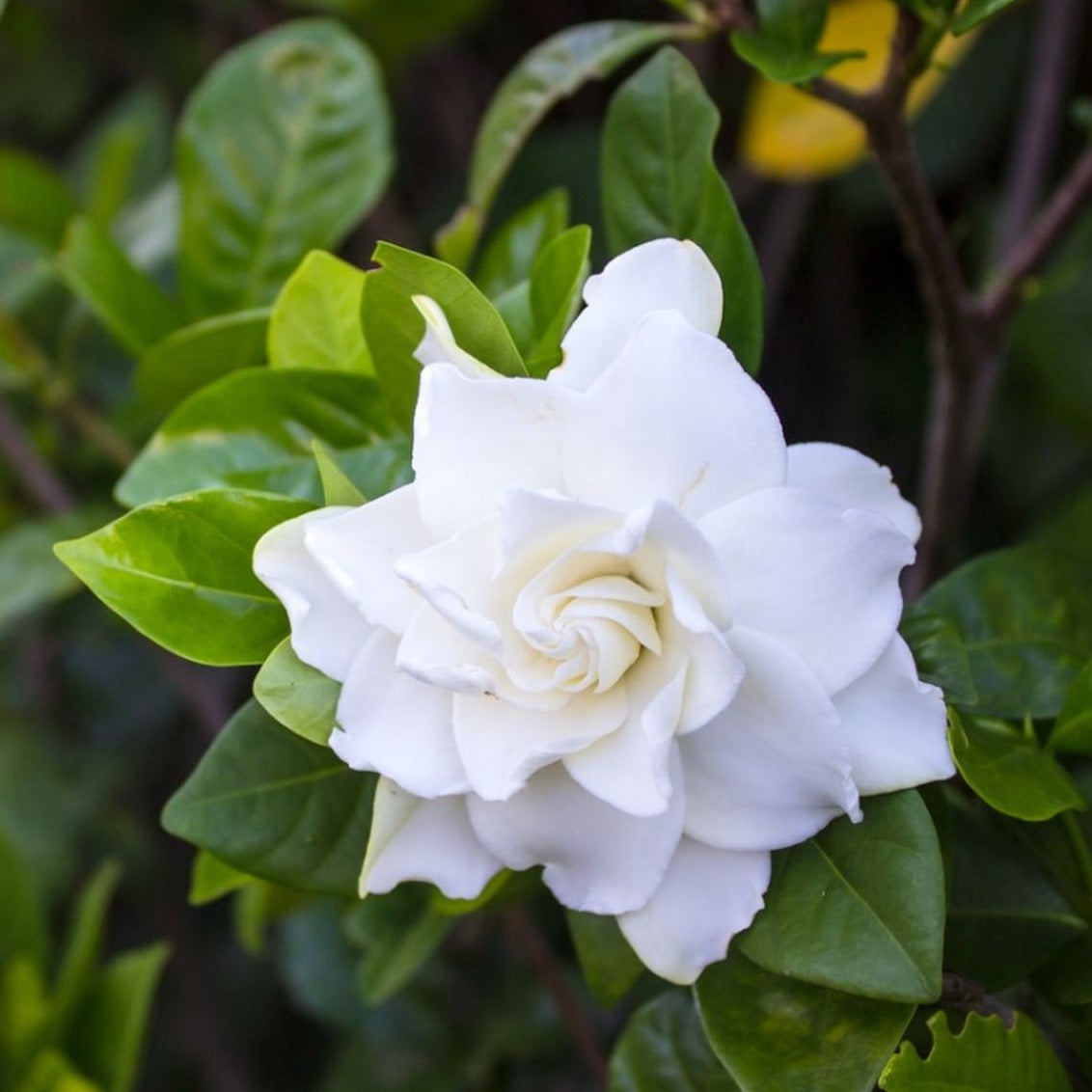 Tropical Gardenia Plant Long Island