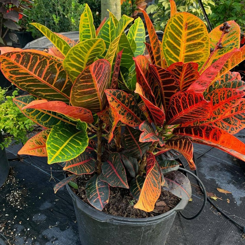 Tropical Croton 'Petra' Plant Long Island