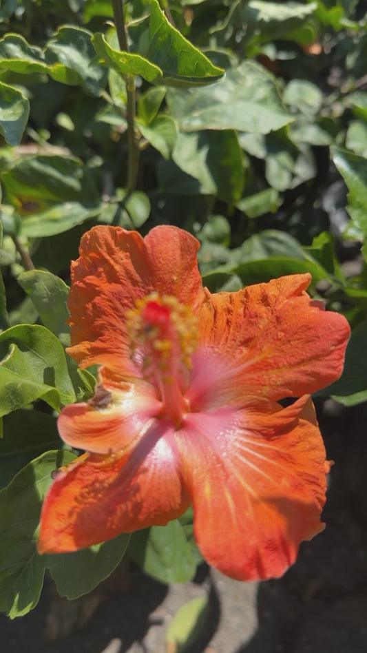 Hibiscus (In-Person Only)